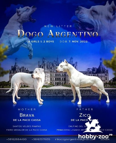 Dogo Argentino catelusi de vanzare