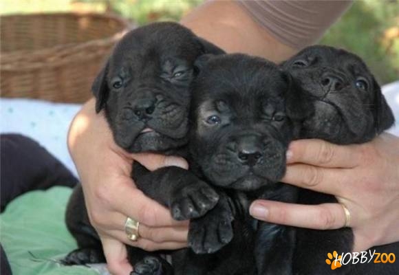 CANE CORSO