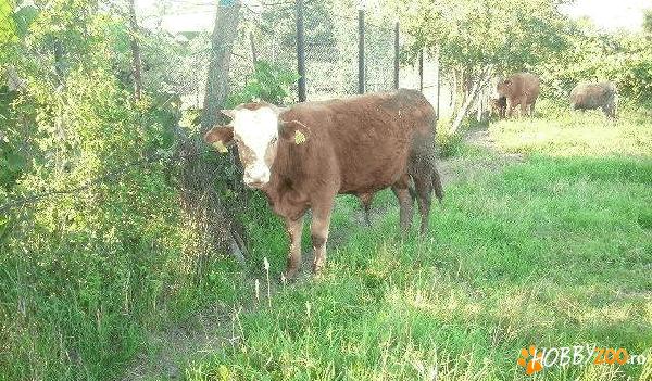 Vitel rasa baltata romaneasca