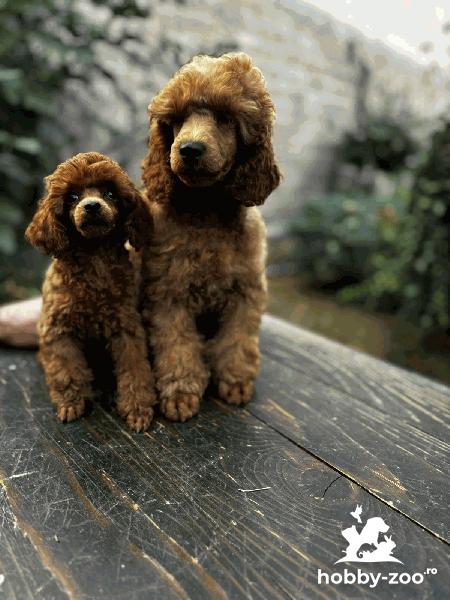 Poodle puppies                                              