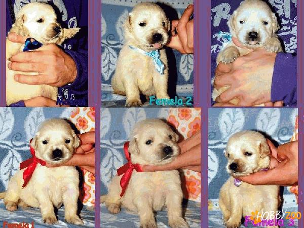 pui Golden Retriever