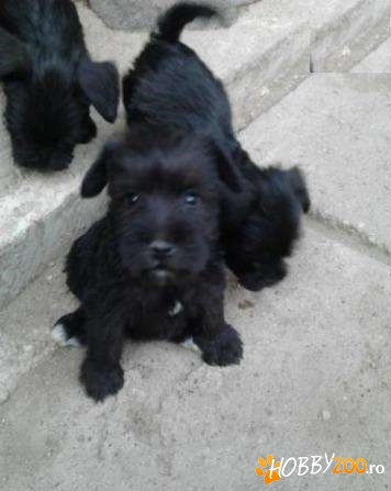 catei Schnauzer pitic negrii 