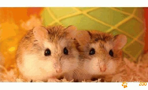 Hamster Roborovski rusesc