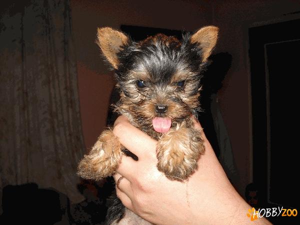 yorkshire terrier   toy