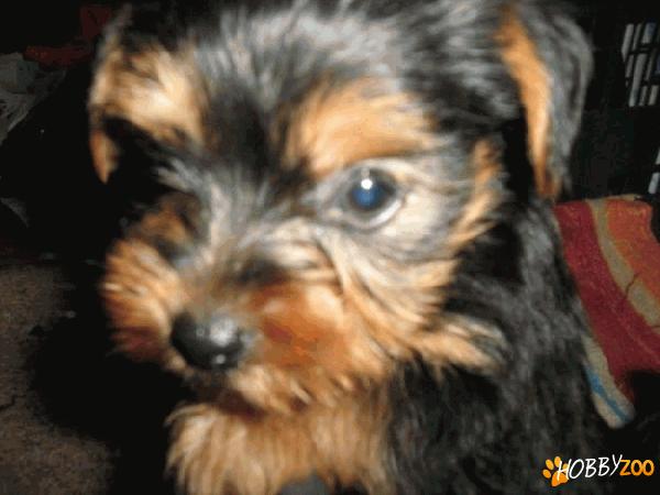  baietel yorkshire terrier