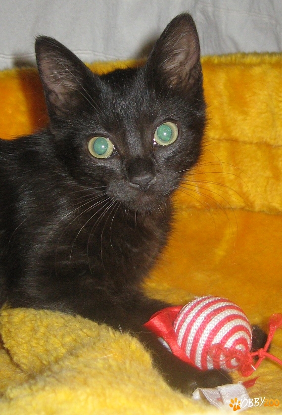 pisicuta neagra deparazitata