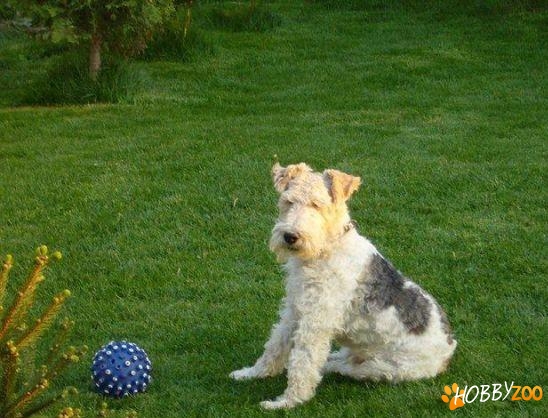 pui fox terrier sarmos 
