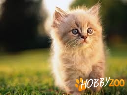 Vreau sa cumpar ragdoll