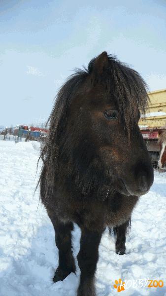 De vanzare ponei maturi – cu pasapoarte 