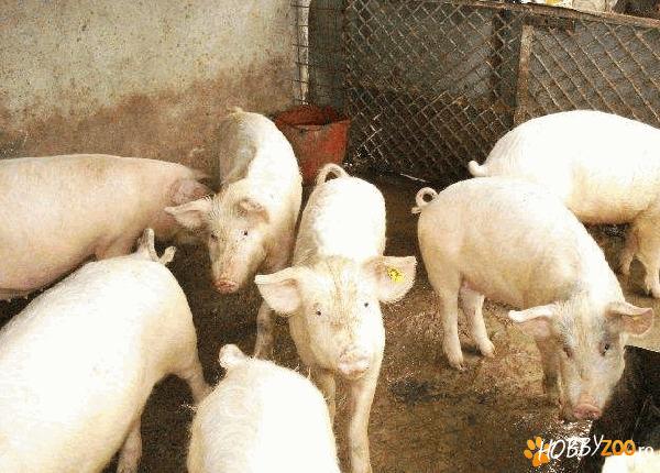 Porci RASA LANDRECE DE CARNE