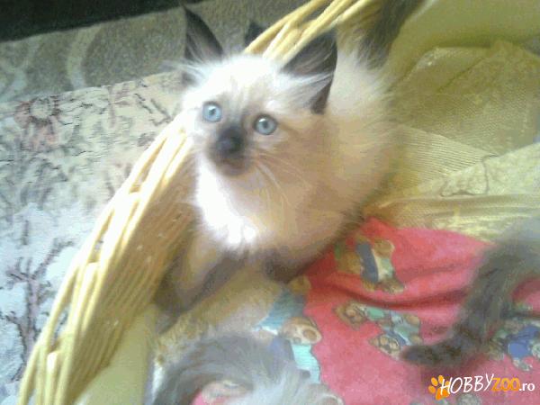 Vand Pisicuta Rasa Ragdoll