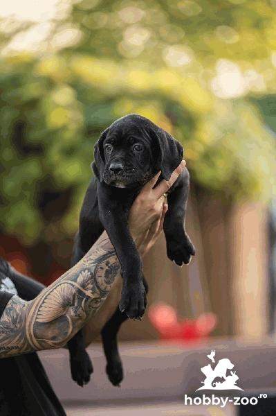 Cane Corso pui de vanzare