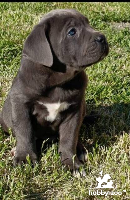 Pui Cane Corso de ambele sexe