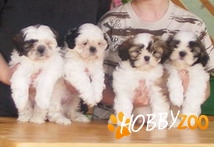 Vand catei Shih Tzu