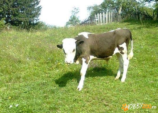 doi vitei buni de sacrificat