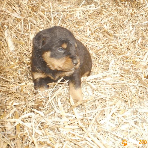 vand pui  rottweiler