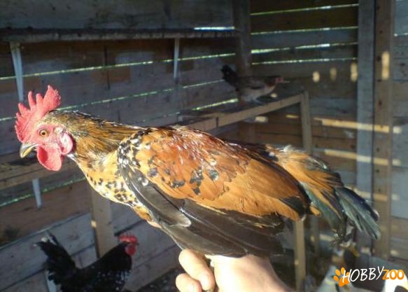 Gainuse si cocosei de munte