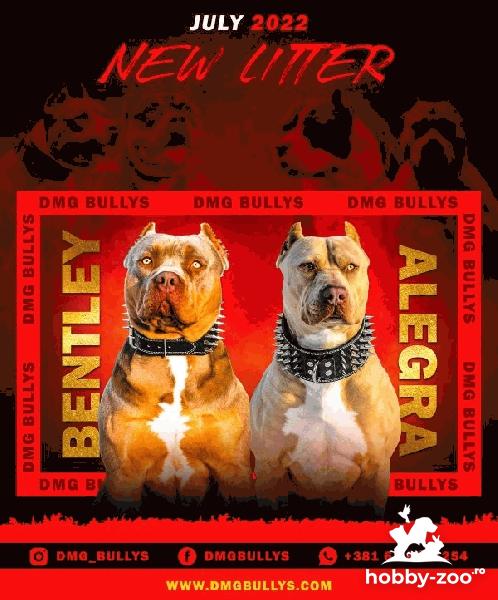 American Bully / Pit Bull Terrier cățeluși