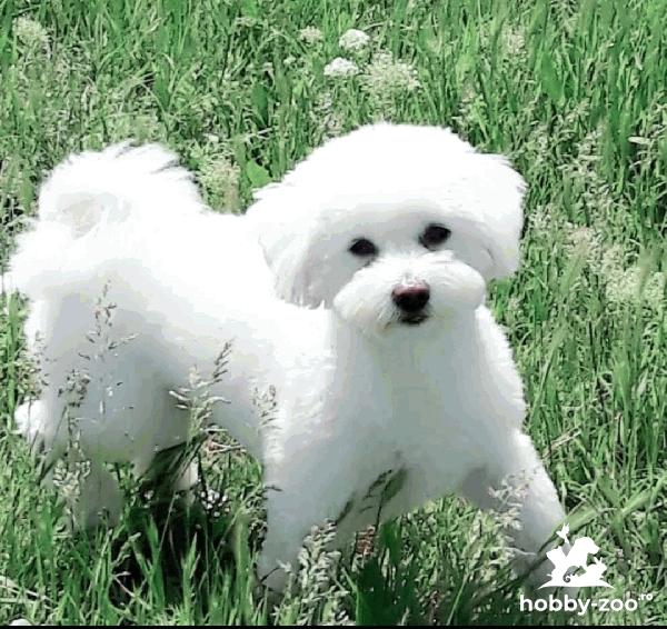 Bichon Maltez pentru Montă