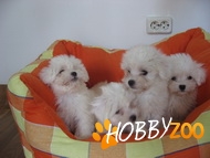  Bichon Maltese bulgare  de zapada