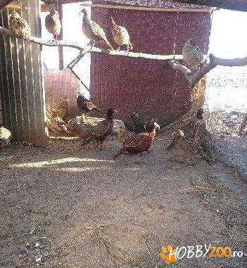 fazani comuni frumosi si sanatosi