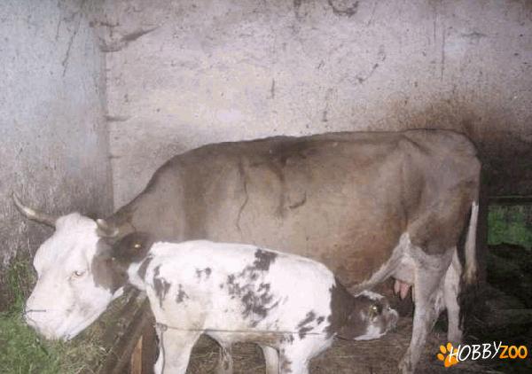 vaca holstein cu vitel 