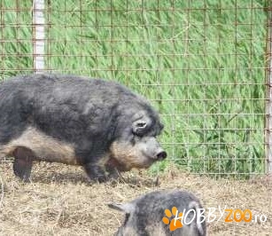 Porci rasa Mangalita Ungaria