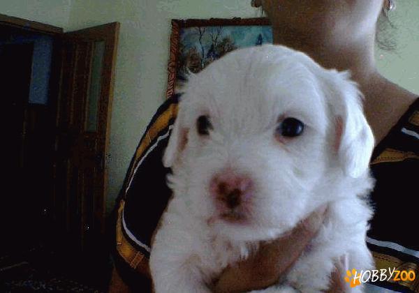 BICHON IMPERIAL MALTEZ  mascul