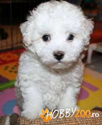 Puii Bichon Fris sunt acum pregătiț