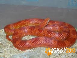 Sarpe Corn Snake red