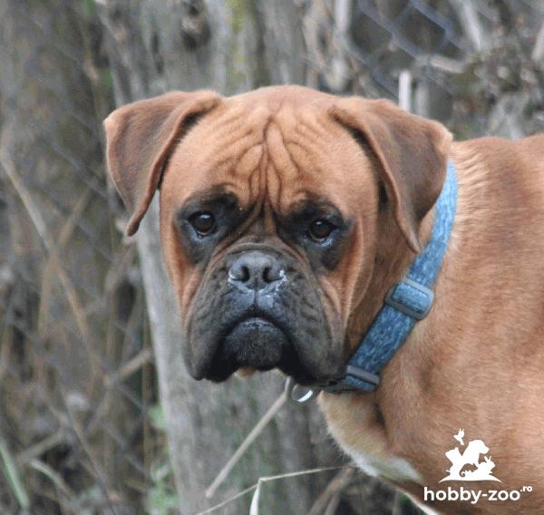 Boxer - 1 an si 8 luni 