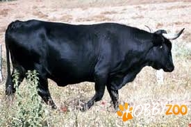 Vitel Andalusian Black