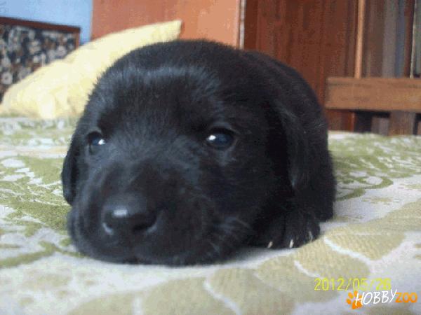 labrador retriever