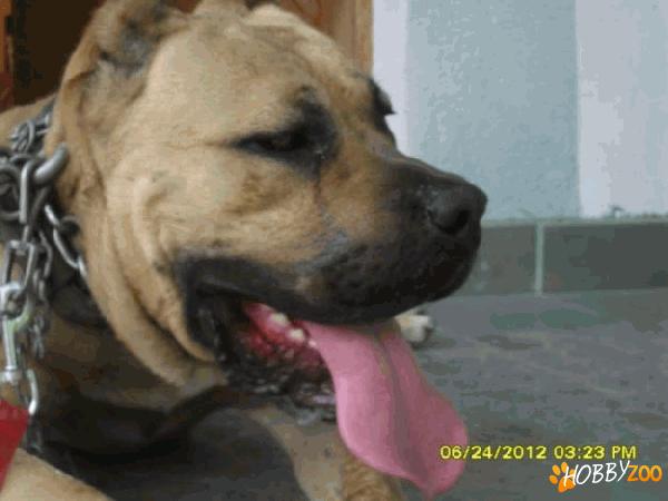 monta mascul presa canario