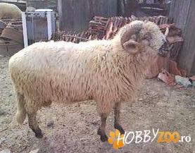 berbecuti in judetul bihor