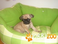 PUG CARLINO MOPS