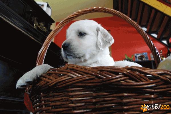 vand pui Golden Retriver