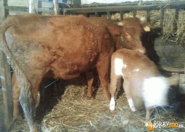 Vaca Limusine si Vitel Baltat