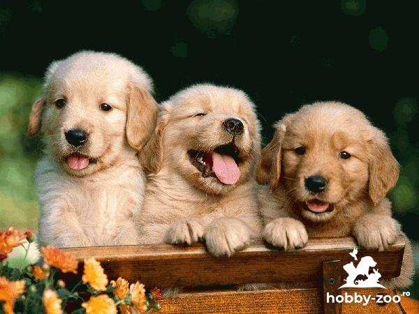 Catei Golden Retriever rasa pura cu microcip