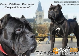Pui cane corso