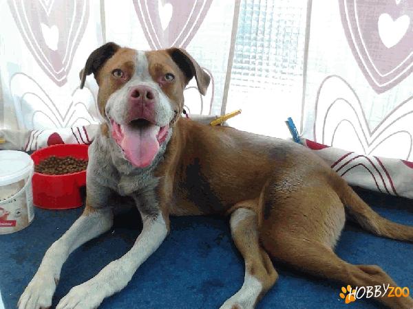 Gasit femela amstaff