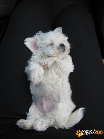 CATEI DIN RASA BICHON