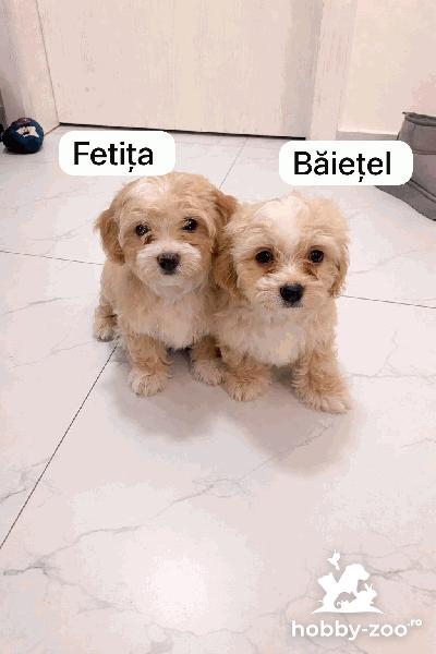 Cățeluși Maltipoo mini 