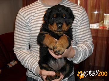 ROTTWEILER SUUPER FRUMOS POZA REALA