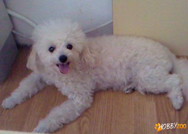 Caniche Pitic alb femela