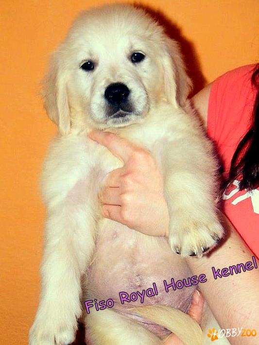 Pui Golden Retriever superbi