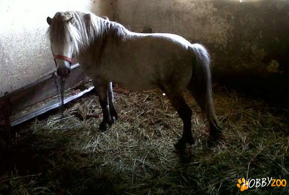 mascul de ponei bland