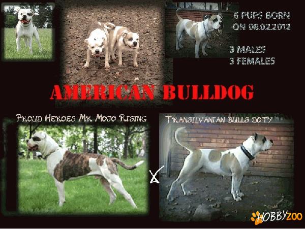 Pui bulldog american hybrid type