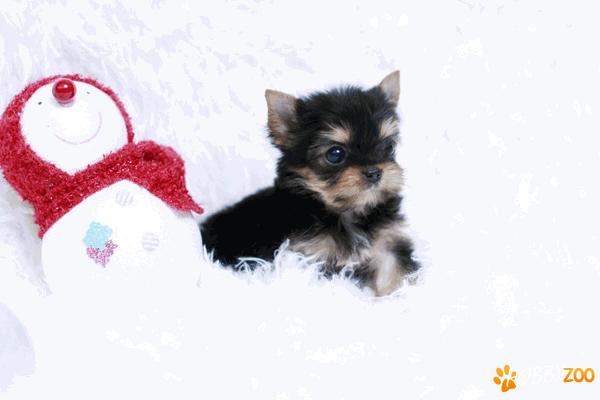 De vanzare YORK SHIRE TERRIER