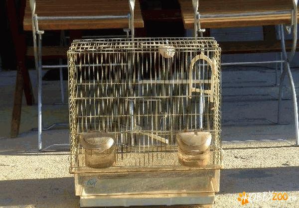 vand colivie relativ noua